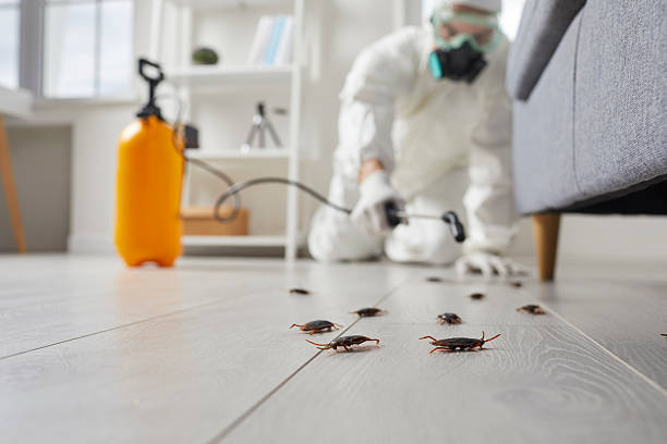 Commercial Rodent Management in Lavonia